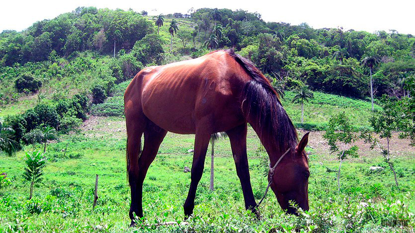 Caballo