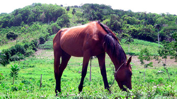 Caballo