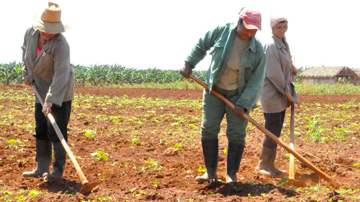 Mujeres guataqueando