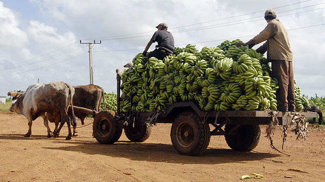 Carreta de bueyes con plátano