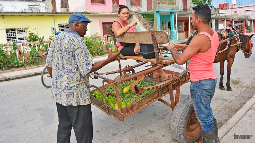Venta de aguacate