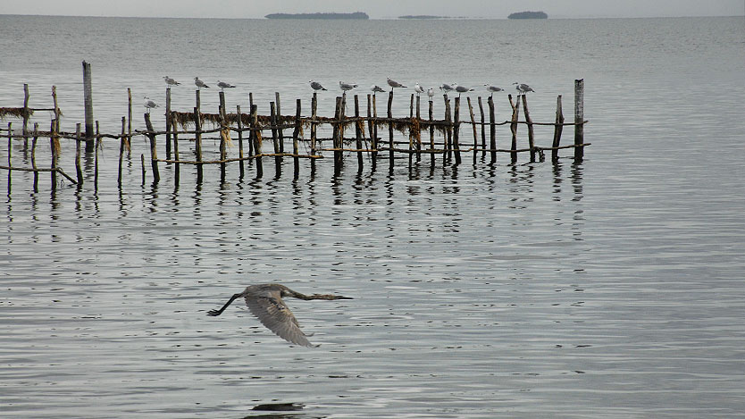 aves en el mar