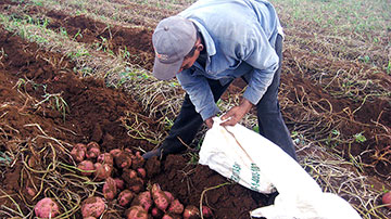 Hombre recogiendo boniato