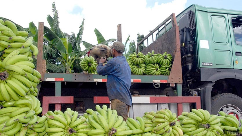Pátano, La Cuba