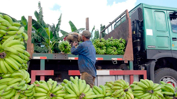 Pátano, La Cuba