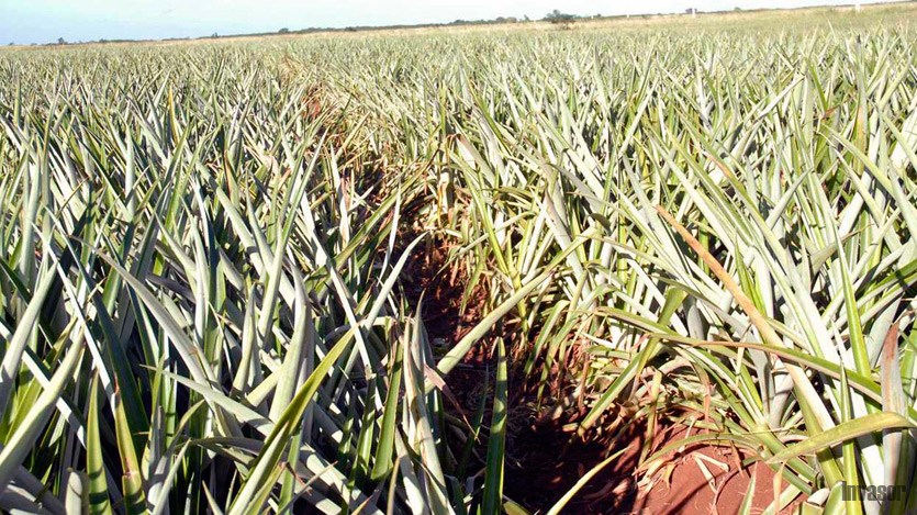 Campo de piña