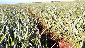 Campo de piña