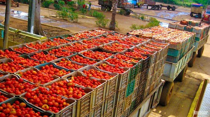 Tomate, Ciego de Ávila