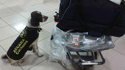 perro 