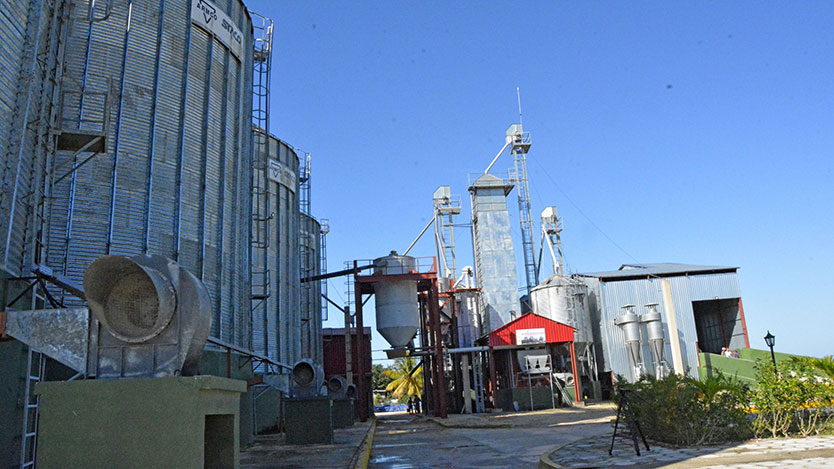 secadero de arroz