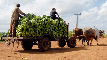 Carreta de bueyes