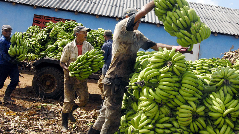 Recogida de plátano