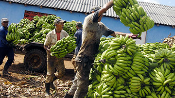 Recogida de plátano