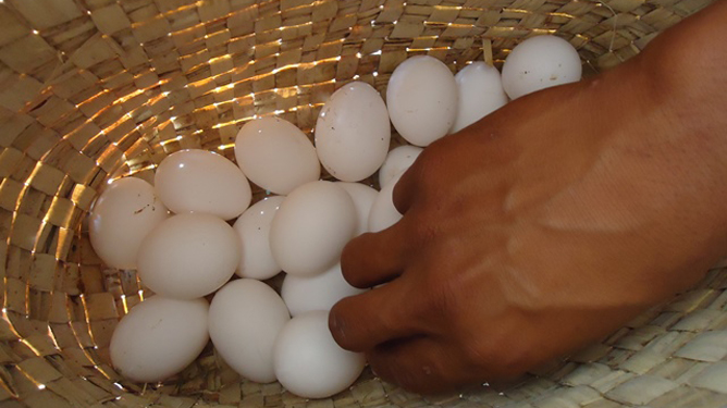 Huevos, producción