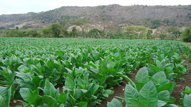 Siembra hoja de tabaco