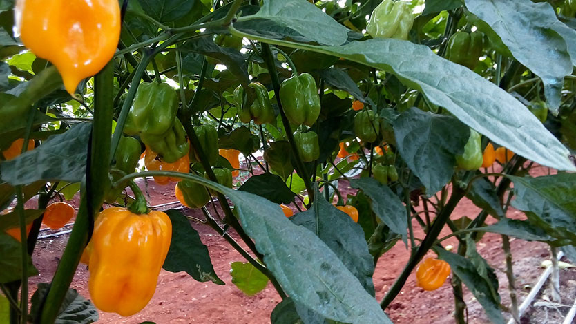 Chile Habanero