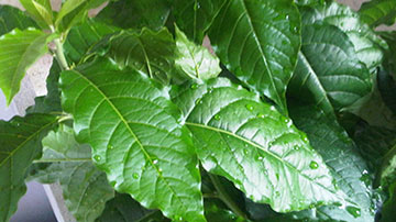anamú 