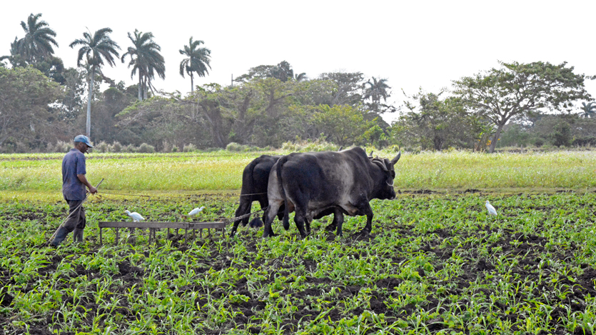 Campo, tracción animal