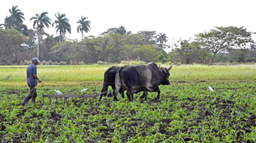 Campo, tracción animal