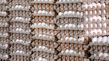Huevos