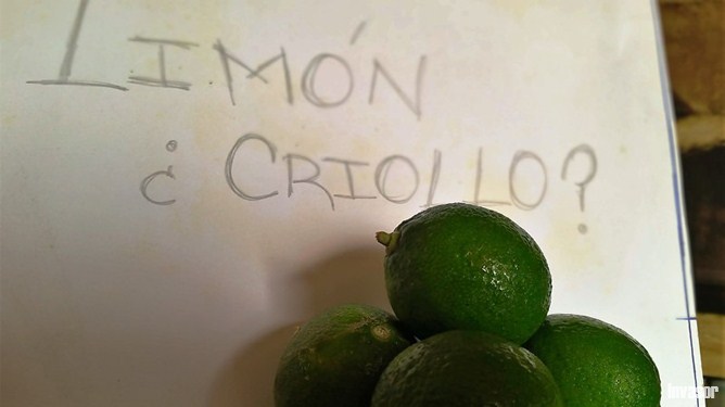 Limón criollo