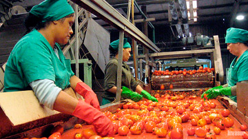 procesamiento industrial del tomate