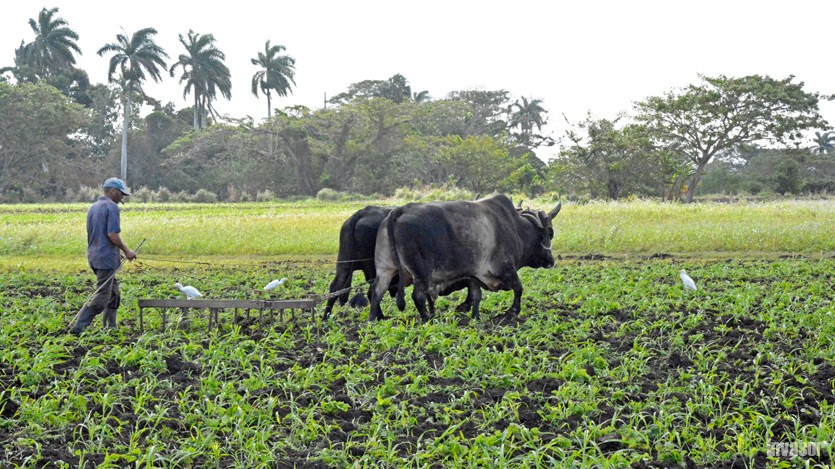 Hombre trabajando en el campo