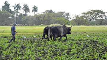 Hombre trabajando en el campo
