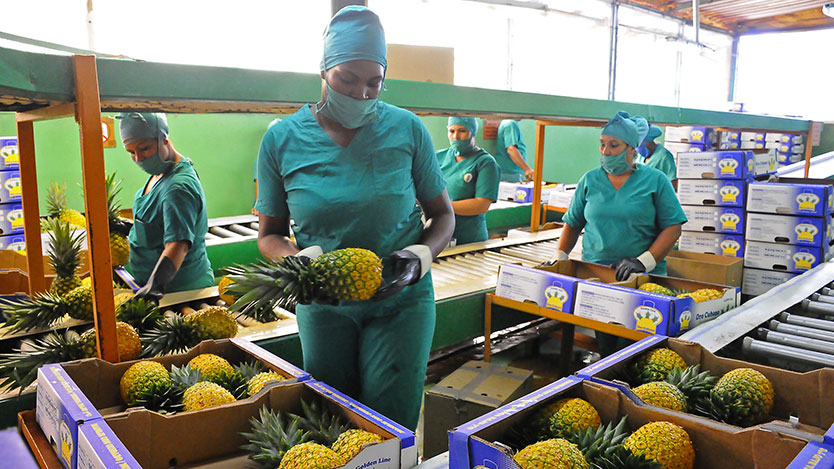 cosecha de piña