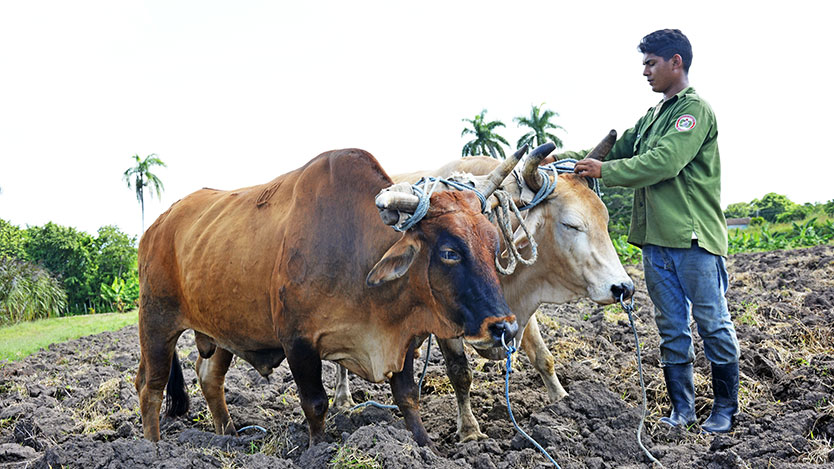 campesino