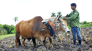 campesino