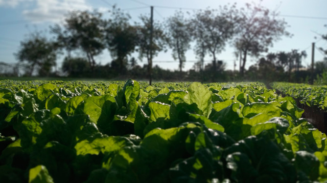 sembrado