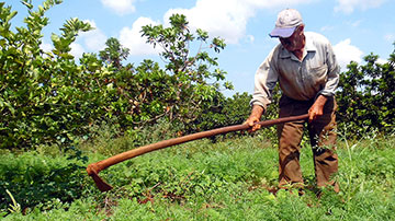 campesino