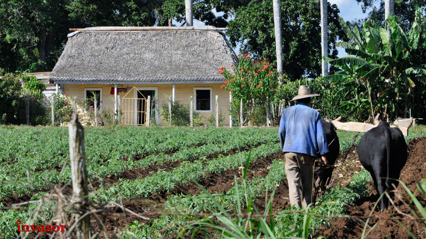 Campesino