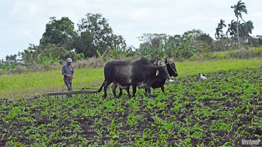 Agricultura, Acopio