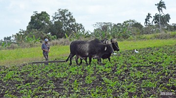 Agricultura, Acopio