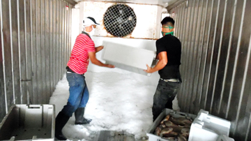 Dos trabajadores con caja de hielo en contenedor