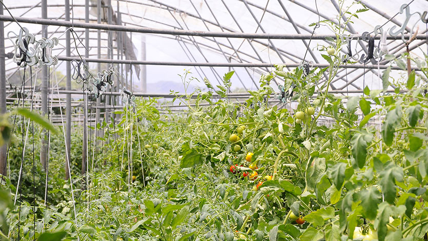 casas de cultivo