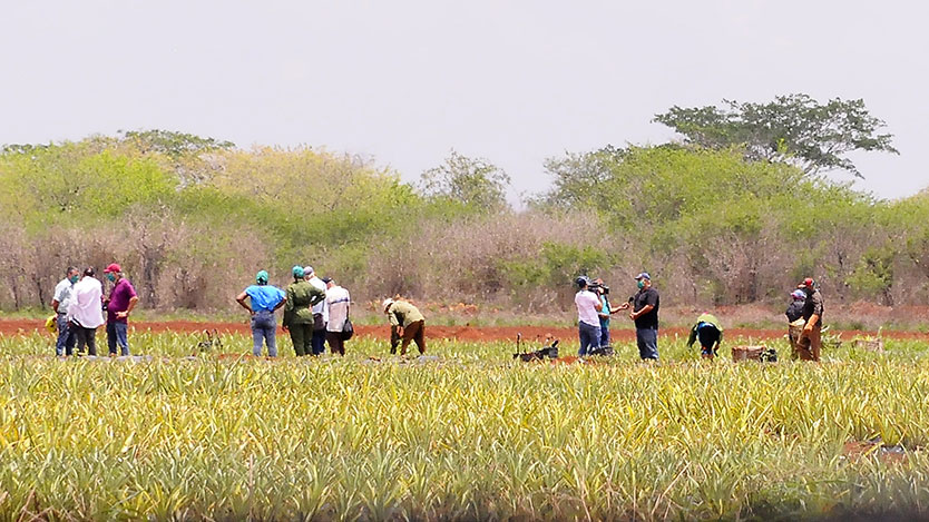 campo