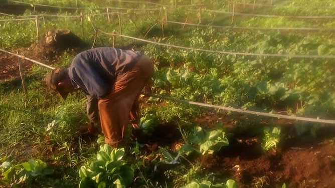 agricultor