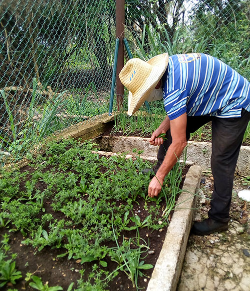 recogiendo cilantro