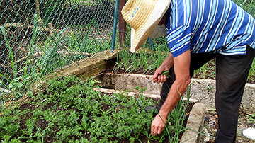 recogiendo cilantros