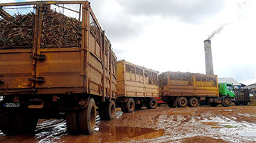 transporte con caña