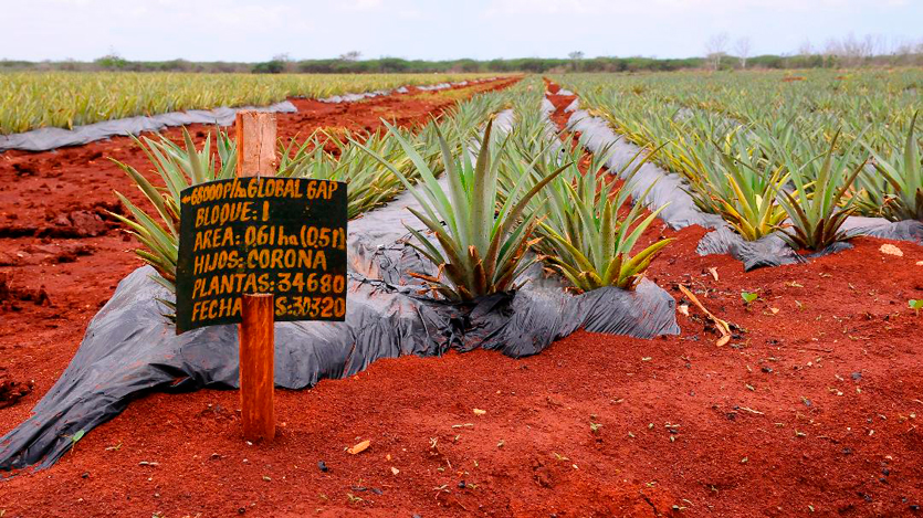 Cultivo de la piña