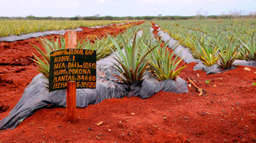 Cultivo de la piña