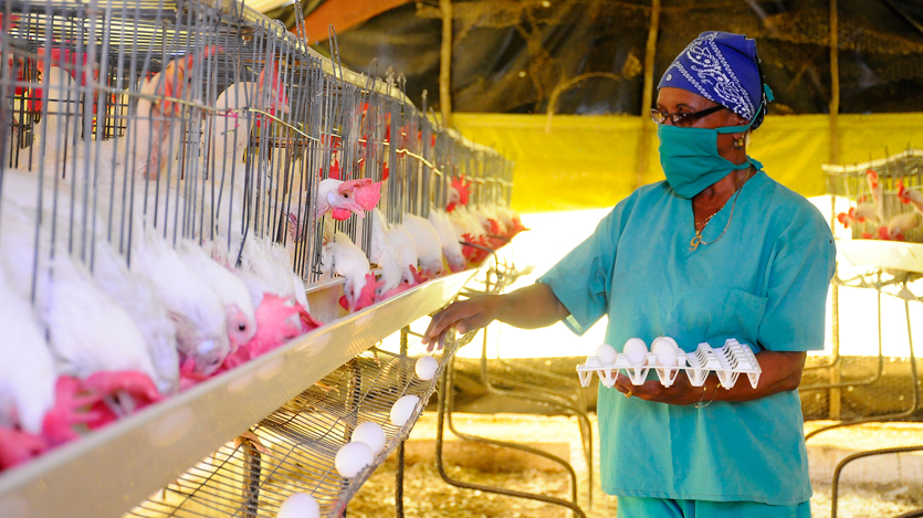 Abastecimiento de alimentos