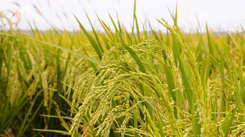 arroz