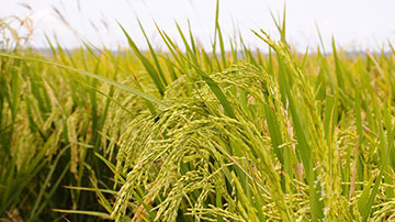 arroz