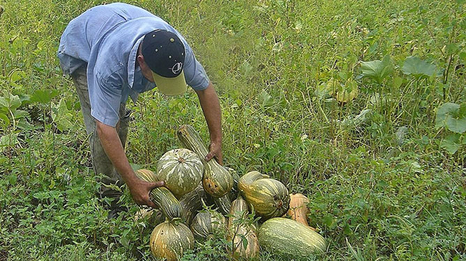  cosecha calabaza