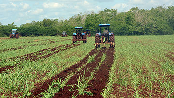 Tierras sembradas